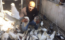 فيديو وصور: الشاب زهدي عاشور من يافا يهوى تربية الحمام والطيور بمختلف أنواعها 